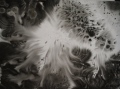 floriane-blot - Espace