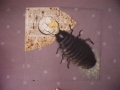 Gregor le cafard - Peintures acrylique jeunesse
