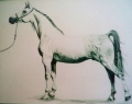 Crayon sur feuille - Monde du Cheval de 10 à 14 ans