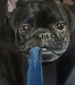 En cours - Portraits de chiens commandes