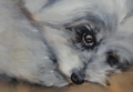 Upsie ❤️ - Portraits de chiens commandes
