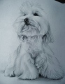 floriane-blot - Portraits de chiens commandes