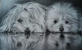 floriane-blot - Portraits de chiens commandes