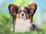 Papillon huile sur toile - Portraits de chiens commandes