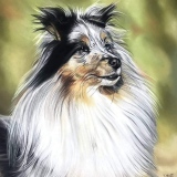 Berger shetland pastel - Portraits de chiens commandes