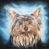 York pastel sec - Portraits de chiens commandes