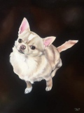 Chihuahua huile sur toile - Portraits de chiens commandes