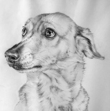floriane-blot - Portraits de chiens commandes