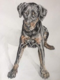 TITUS ❤️ - Portraits de chiens commandes
