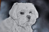Bichon maltais crayons et pastel - Portraits de chiens commandes