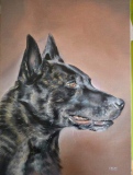 Huile sur toile berger hollandais - Portraits de chiens commandes